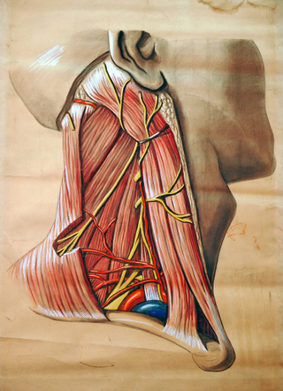 Illustration for article titled Who knew an illustration of an abdominal cavity could be so beautiful?